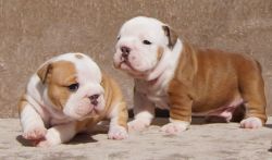 English Bulldog Puppies For New Family