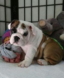 Male and female English Bulldog Puppies For Sale