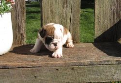 Adorable English Bulldog puppy for sale