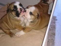 2 adorable English bull dog puppies for adoption