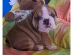 Lovely and Adorable english bulldog puppies male and female Brisbane