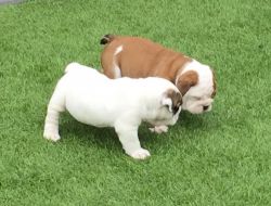Potty Trained English Bulldog Pups For Sale