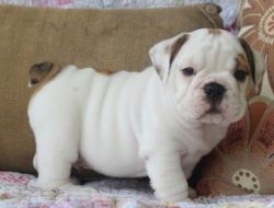 Outstanding English Bulldog Puppies for sale