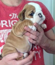 Cute, English Bulldog puppies for free adoption