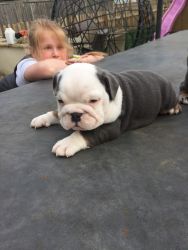 Triple Carrier English Bulldog Puppies Available