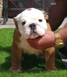 Cute English Bulldog for re-homing