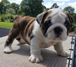 (xxx) xxx-xxx1 Wonderful Markings ~English Bulldog Puppies For Sale