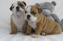 Kc Registered Bulldog Puppies