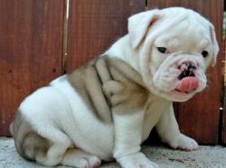 Stunning British Bulldog Puppies For Sale (xxx) xxx-xxx0