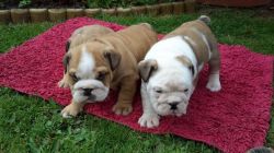 Stunning Kc Registered English Bulldog Puppies