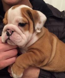 Kc Registered Litter Of Bulldog Puppies For Sale.