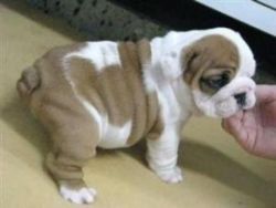 Olde English Bulldogge puppies! for fre adoption