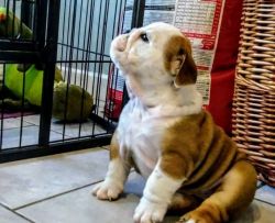Beautiful Bulldog Puppies Available.