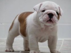 English Bulldog Puppy for adoption