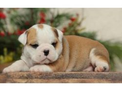 Super Cute British Bulldog puppies for sale