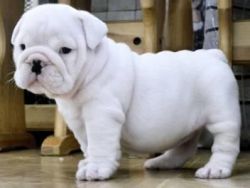 Male and Female AKC English Bulldog Puppies available