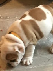 Kc Registered Litter Of Bulldog Puppies For Sale.