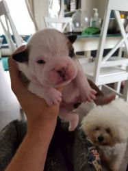 Quality Litter Of 5 Kc Registered Bulldog Puppies