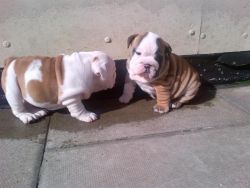 English Bulldog pups are now ready for sale