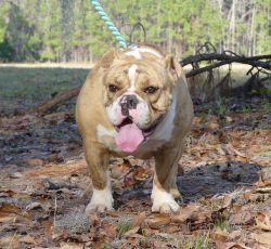 Adult Blue and Chocolate Carrier English Bulldog Female For Sale