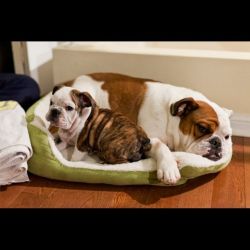 Two English bulldog puppies for a new home