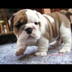 lovely looking male and female English bulldog puppies