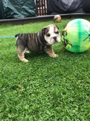 *1 Red And White Boy Bulldog For Sale***
