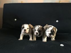 Bulldog Puppies Champion Pedigree *awesome Pups***