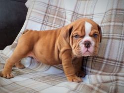 English Bulldogs for Rehoing