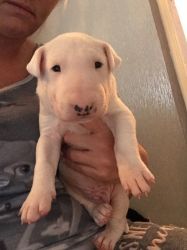 Stunning English Bull Terrier Pups For Sale