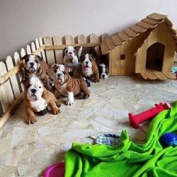 Pure breed British Bulldog Puppies for sale