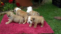 Registered English Bulldogs Puppies For adoption