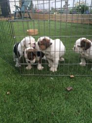 High quility English Bulldog Puppies Available