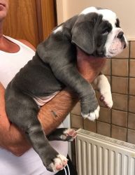 British Bulldog Puppies Kc Registered