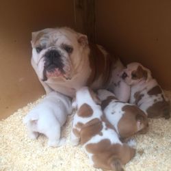 Champion Sired English Bulldogs For Sale!