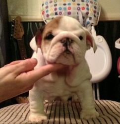 Home trained English Bulldog for sale