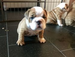 Beautiful Chunky English Bulldog Puppies