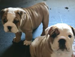 Selfwelped Kc Registered British Bulldog Puppys