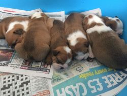8 Red And White Kc Reg Bulldog Puppies For Sale
