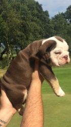 Chunky 7 Week Old Kc Puppies
