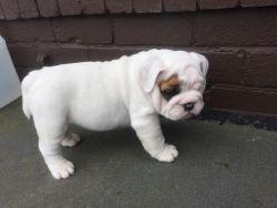 Triple Carrying Blue Male Bulldog Ready Now