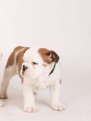 9 Beautiful English Bulldog Puppies For Sale
