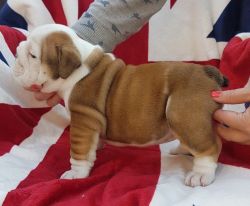 English Bulldog for sale Male and female