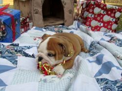 3 Red And White Kc Reg Bulldog Puppies For Sale
