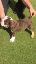 Stunning British Bulldog Pups For Sale !!!