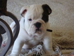 11 weeks old bull dog looking for a good home