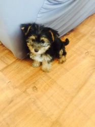 Yorkshire Terrier Pup For Sale
