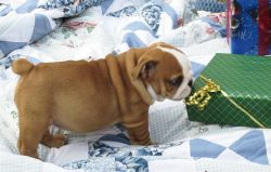 eady Now! Kc Reg English Bulldog Puppies For Sale