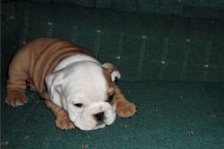 Well trained and healthy english bulldog puppies