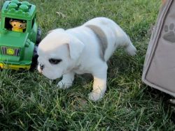 Handsome Male Bulldog Pups For Sale